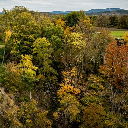 Mischbäume im Herbst