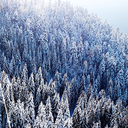 Tannenbäume im Winter mit Schnee bedeckt