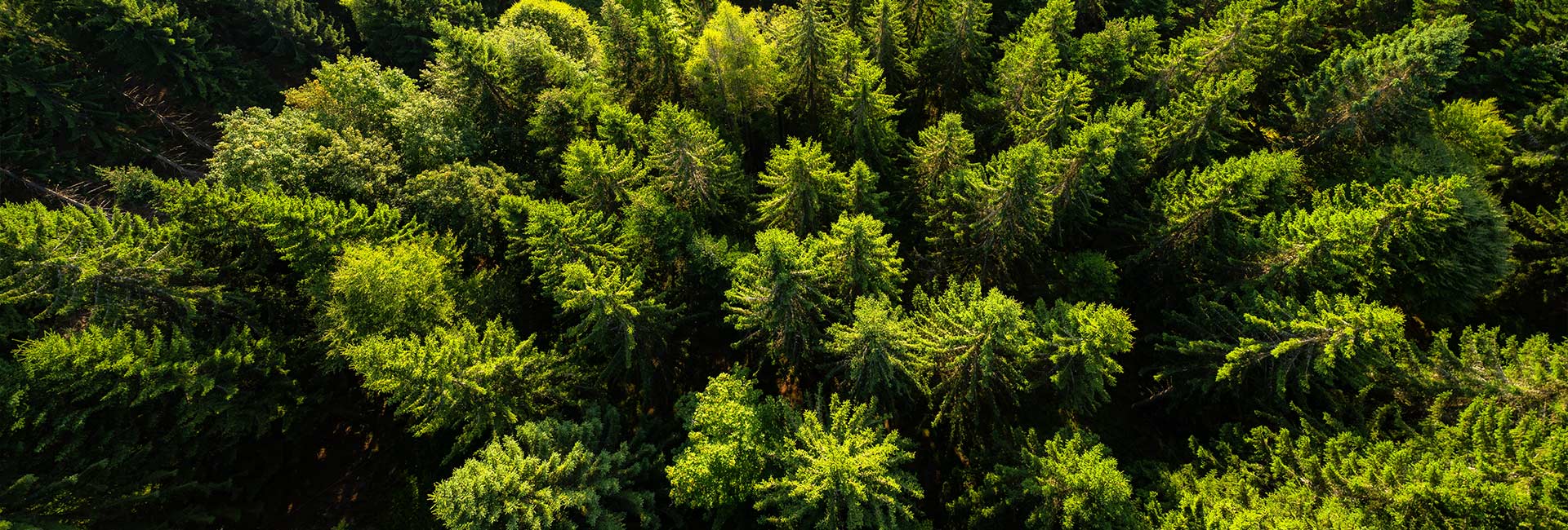 Vogelperspektive auf einen Tannenbaumwald im Sonnenschein
