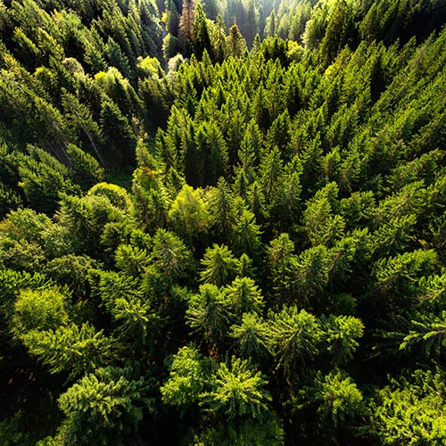 Vogelperspektive auf einen Tannenbaumwald im Sonnenschein