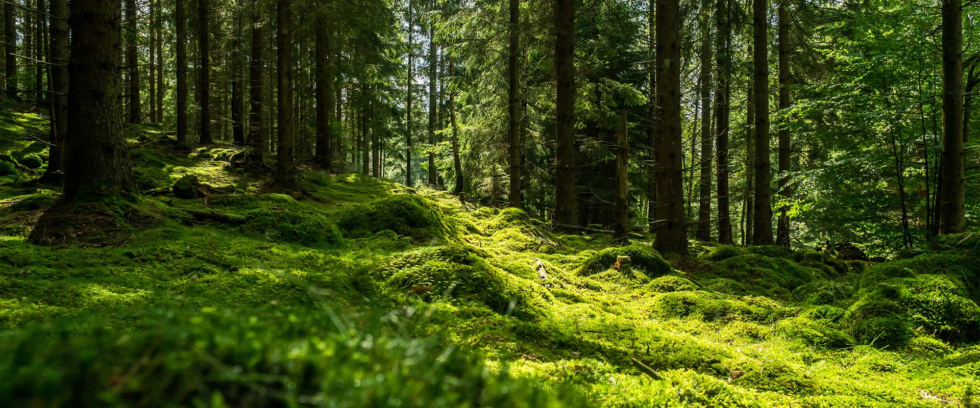 Ansicht auf einen Tannenwald mit moosbedecktem Boden bei Sonnenschein